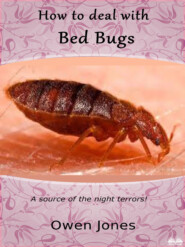 How To Deal With Bed Bugs