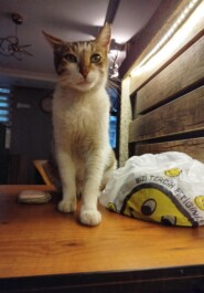 The Adventures of Nick the Kitten