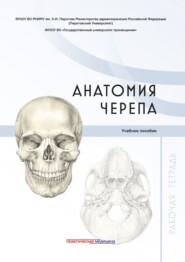 Анатомия черепа. Рабочая тетрадь