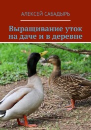 Выращивание уток на даче и в деревне