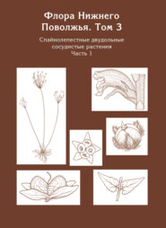 Флора Нижнего Поволжья. Том 3. Часть1. Спайнолепестные двудольные сосудистые растения (Pyrolaceae – Campanulaceae)