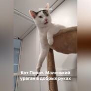 Кот Пират: Маленький ураган в добрых руках