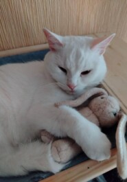 Кошка Салли: Любовь в абсолютной тишине