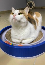 Кошка Буся: Трехцветный талисман на счастье