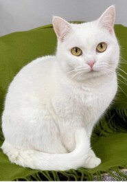 Кошка Беляша: Снежная Королева приюта