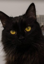 Кошка Бэлла: Угольная королева приюта
