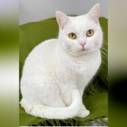 Кошка Беляша: Снежная Королева приюта