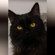 Кошка Бэлла: Угольная королева приюта