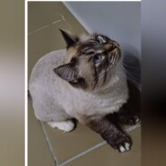 Кошка Снежка: От Сатаны до домашней Эльзы