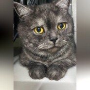 Кот Адам: Мягкий медвежонок приюта