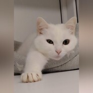 Кошка Шуша: Белоснежная мудрость приюта