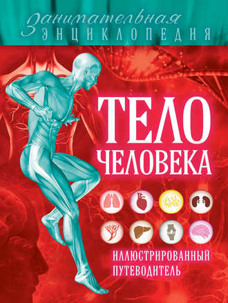 Тело человека. Иллюстрированный путеводитель