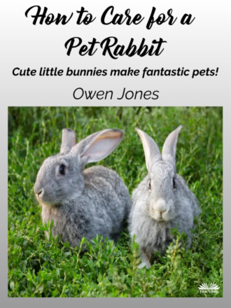 How To Care For A Pet Rabbit