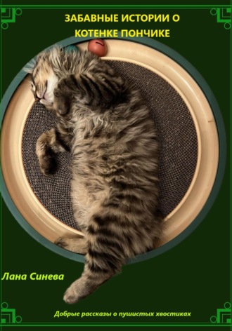 Забавные истории о котенке Пончике
