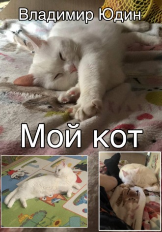 Мой кот