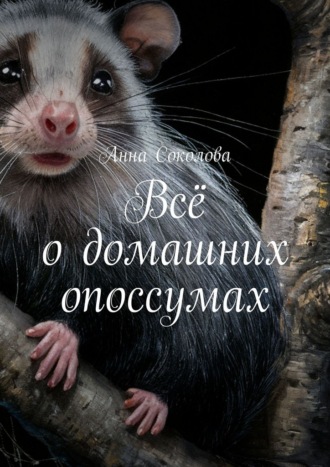 Всё о домашних опоссумах