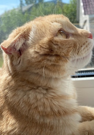 Кот по кличке Лис