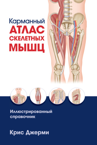 Карманный атлас скелетных мышц. Иллюстрированный справочник