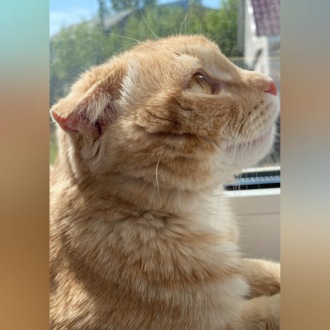 Кот по кличке Лис