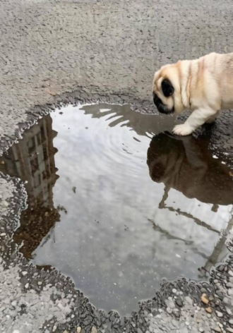 Приключения Боди